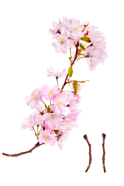 istock Pink spring cherry blossom flowers on a tree branch isolated against a white background. 1339407776