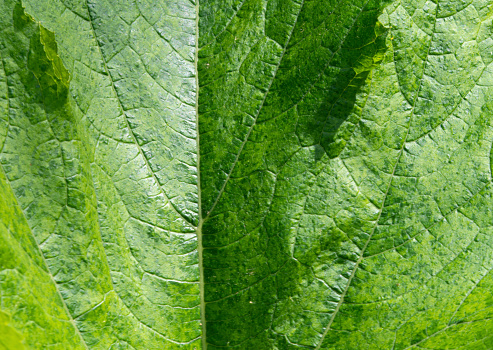 Vein patterns on a leaf.