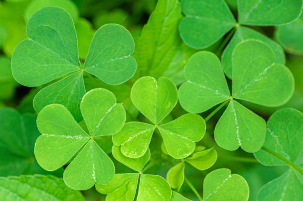 istock Green fresh clover close up 1339409318