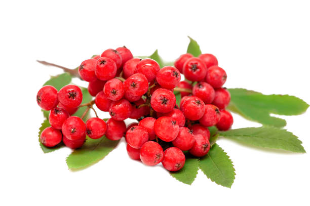 istock red rowan berries with leaves isolated on white background 1339409353