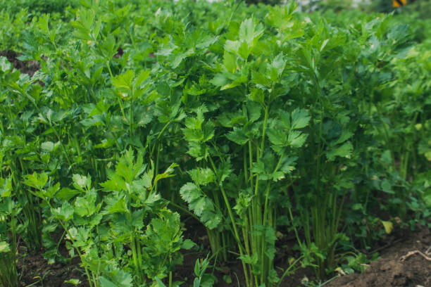istock Fresh organic celery Apium graveolens plants. 1339409785