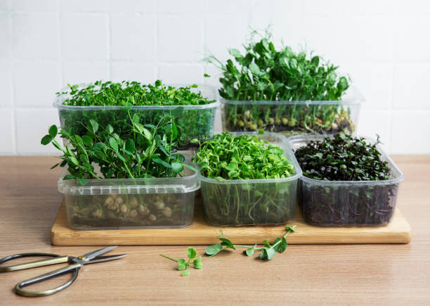 istock Assortment of micro greens on wooden table 1339410395