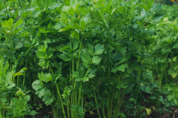 istock Fresh organic celery Apium graveolens plants. 1339410455