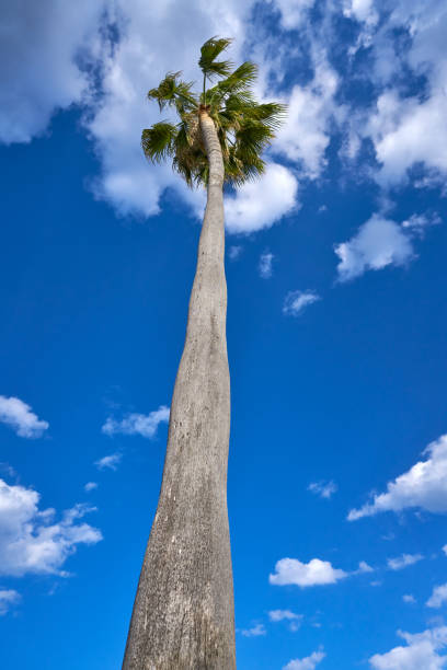 istock Washingtonia high Palm tree under blue sky 1339410822