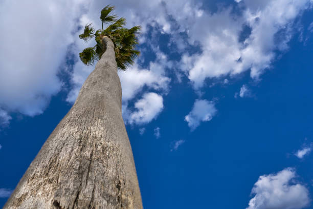 Washingtonia high Palm tree under a blue sky