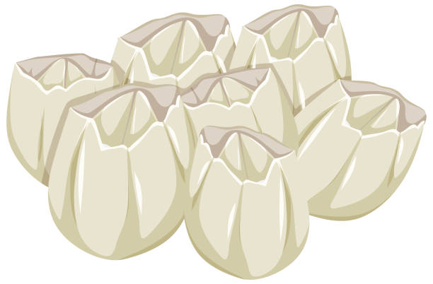 Ivoly Barnacles in cartoon style on white background Ivoly Barnacles in cartoon style on white background illustration barnacle stock illustrations