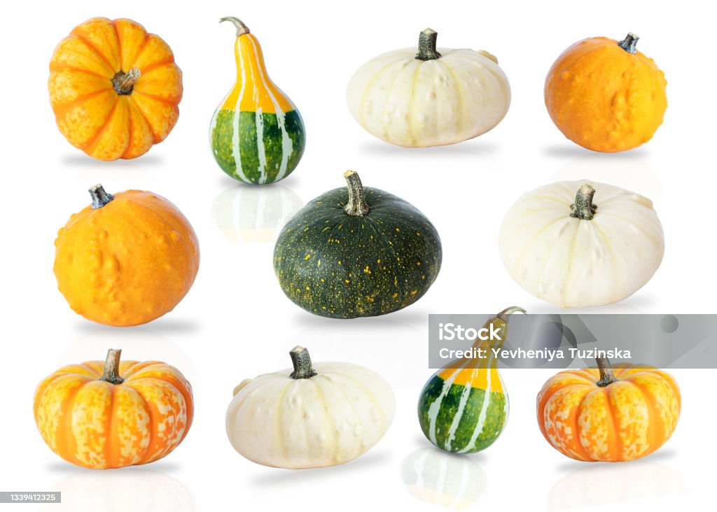 Pumpkins collections Collection of pumpkins isolated on white with soft shadow and reflection Agriculture Stock Photo