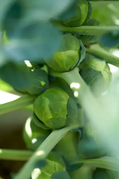 Brussels sprouts in a plant at orchard field