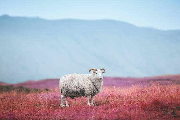moutons islandais - icelandic sheep photos et images de collection