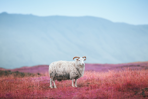 Icelandic sheep on pasture (Infrared Aerochrome Look).