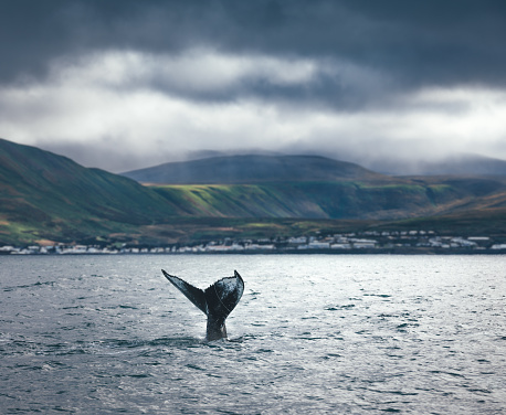 Whale watching scene: Humpback whale tail looking out of water (Iceland).