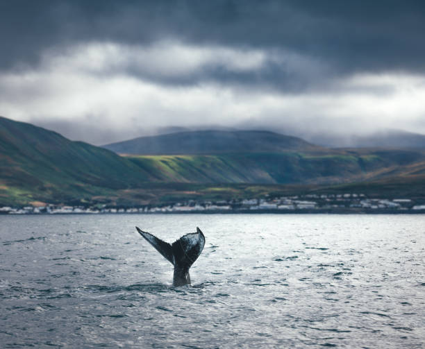 Whale Watching In Iceland Whale watching scene: Humpback whale tail looking out of water (Iceland). iceland whale stock pictures, royalty-free photos & images
