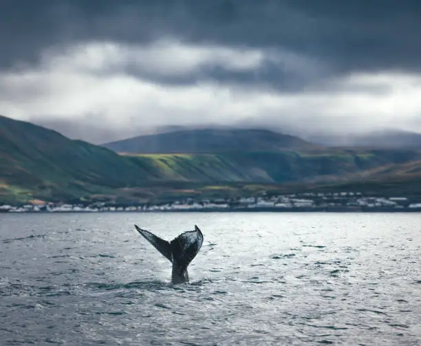 Photo of Whale Watching In Iceland