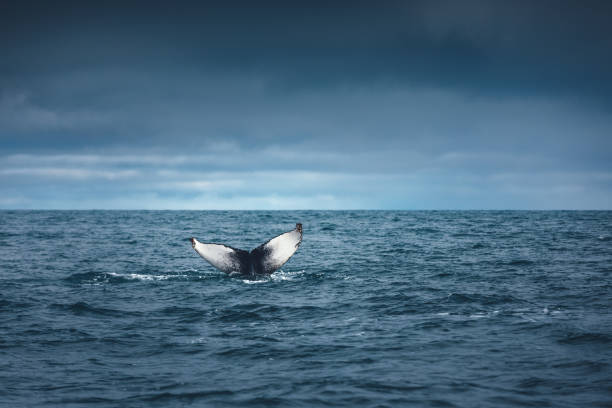 istock Humpback Whale In Iceland 1339412781