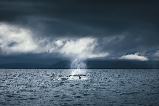 Whale watching scene: Humpback whale looking out of water (Iceland).