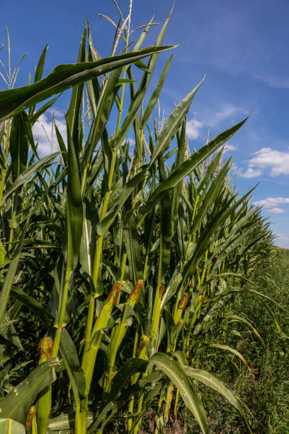 istock Corn on the stalk in the field 1339414052