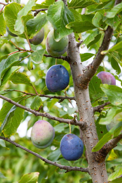 istock Plum tree with juicy fruits on sunset light 1339415317
