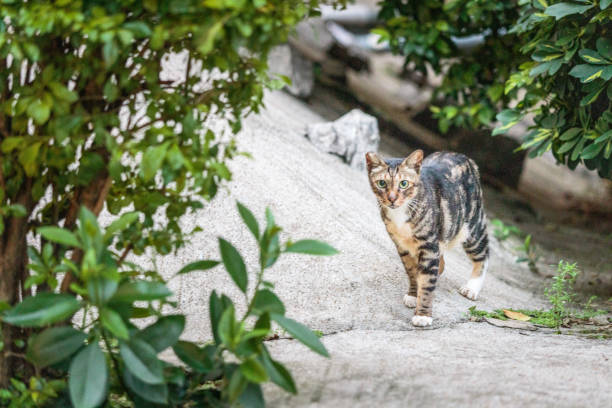 Stray cat in garden, evening hours, Hong Kong