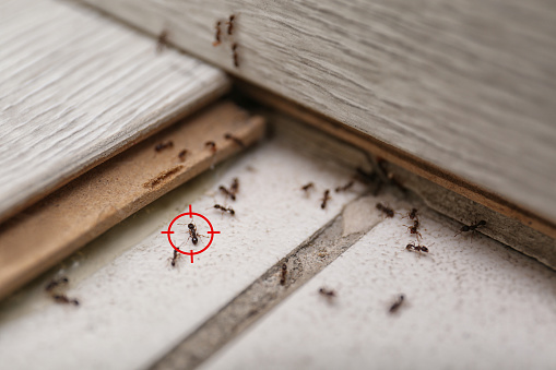 Objetivo de pistola en hormiga en casa. Control de plagas photo