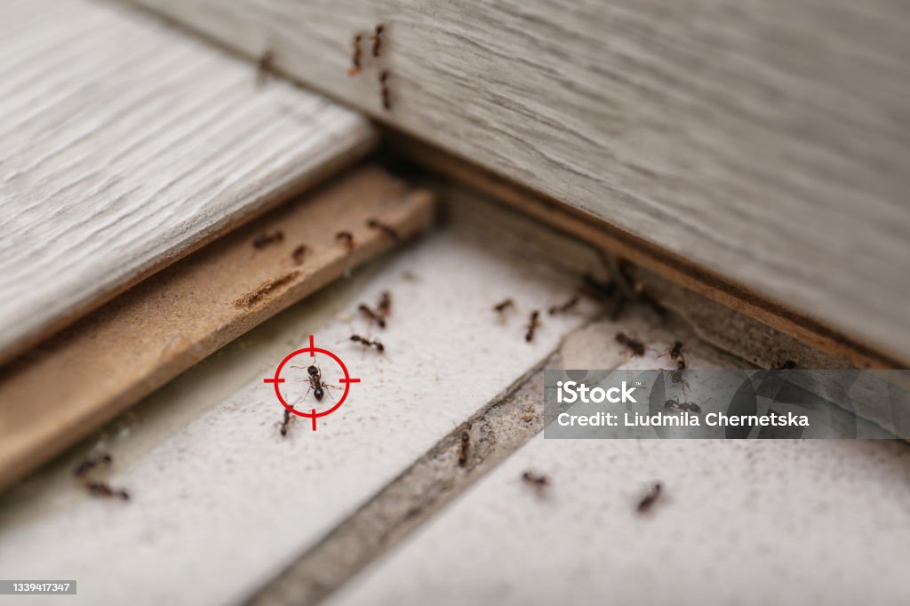Gun target on ant at home. Pest control Crop Sprayer Stock Photo