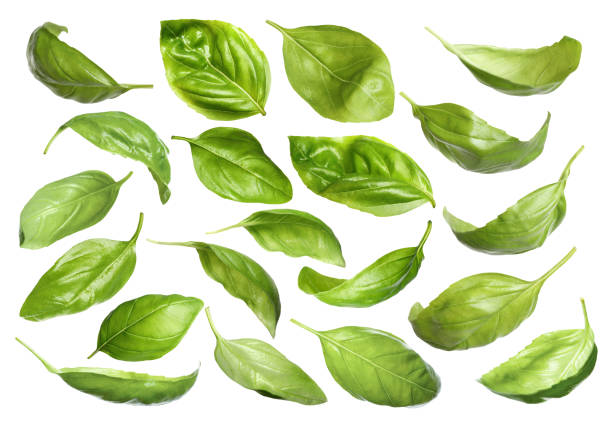 istock Set with fresh green basil leaves on white background 1339417457