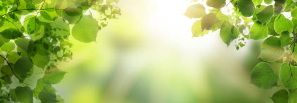 istock Beauty sunny evening forest, abstract natural backgrounds 1339418602