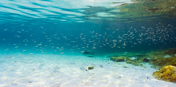 (Selective focus) Underwater photo, stunning view of the marine life with some rocks and fish swimming in a turquoise water hit by some sun rays. Sardinia, Italy.