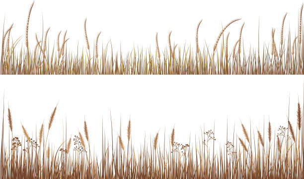 сухая трава - grass nature dry tall stock illustrations