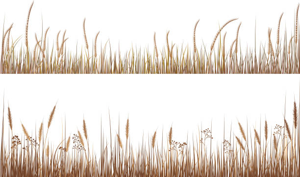 An illustration of dry grasses vector art illustration