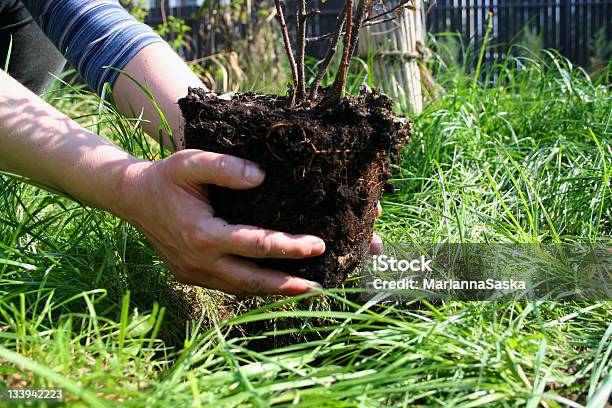 Jardinagem - Fotografias de stock e mais imagens de Plantar - Plantar, Arbusto, Jardim para Exposição