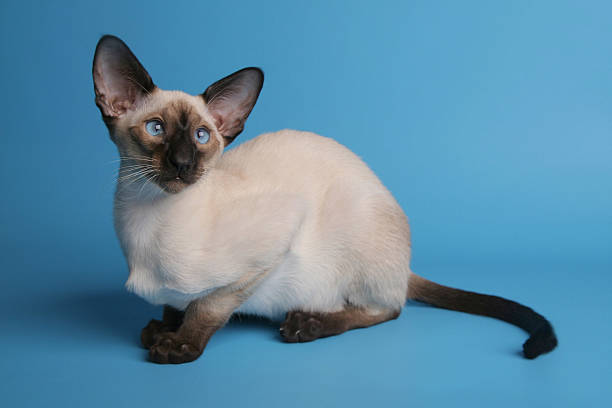 istock Siamese cat with blue eyes horisontal on tirquoise background 133942229