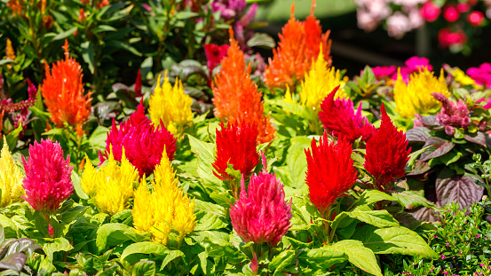 Bushes of bright red, pink and yellow celosia flowers in greenhouse