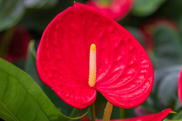istock Ripe red anthurium flower 1339422467