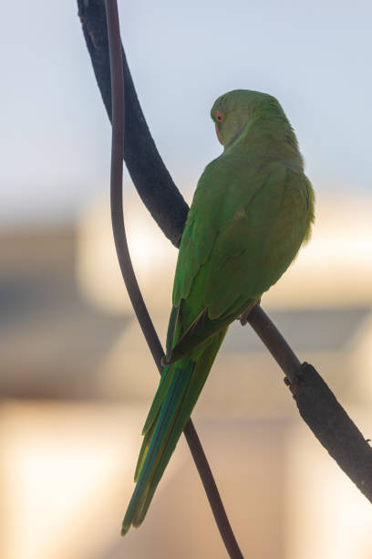 istock Green parrot behind a glass 1339422477