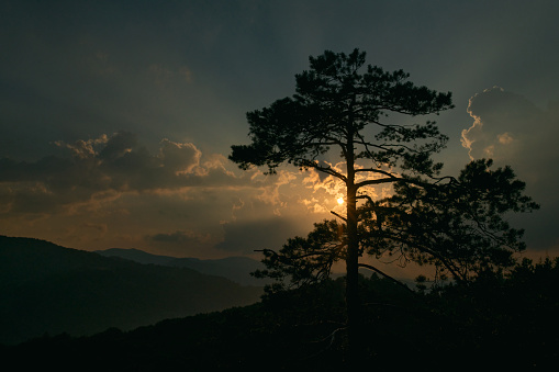 Pine tree in the shade of the rising sun, mountains and forests in the distance. Travel, vacation, tourism.