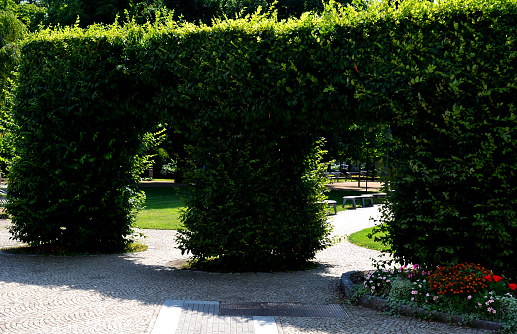 Hornbeam hedge in the shape of a gate line a park path with a perennial bed. next to it is a lawn in the park side view, trimmer, trim