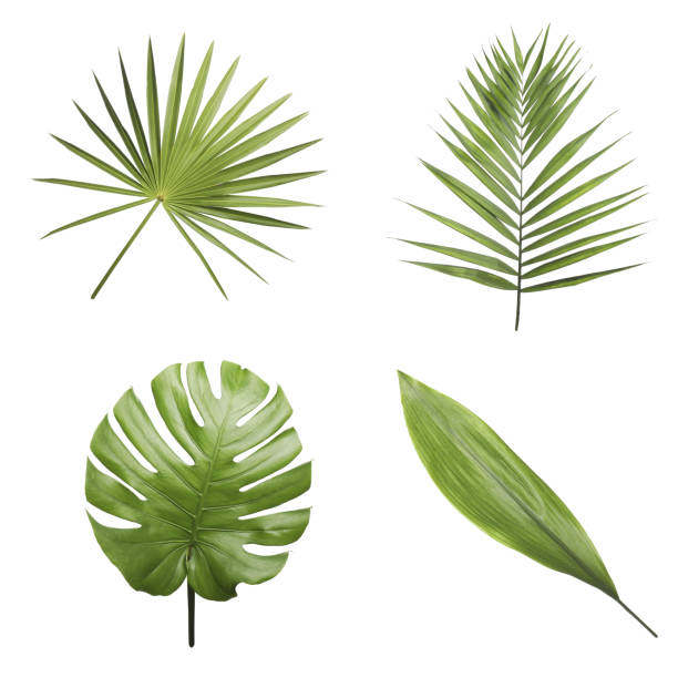 istock Set of different fresh tropical leaves on white background 1339425256