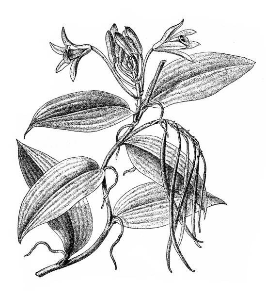 Vanilla planifolia Illustration of a Vanilla planifolia vanilla orchid stock illustrations