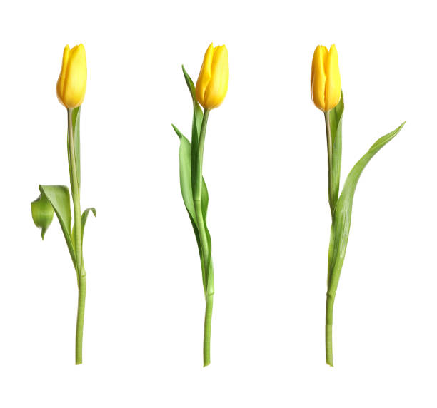 istock Set of beautiful spring tulips on white background 1339425463