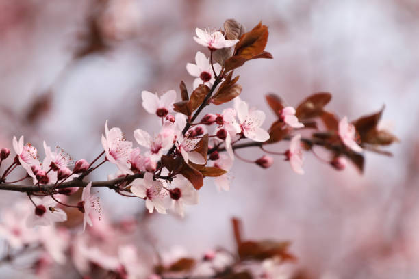 istock Closeup view of blossoming tree outdoors on spring day 1339425641