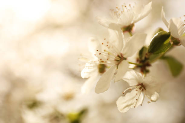 istock Closeup view of blossoming tree outdoors on spring day 1339427266