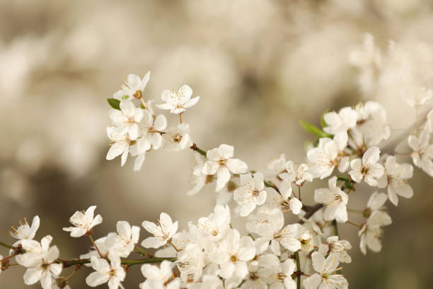 istock Closeup view of blossoming tree outdoors on spring day 1339428537