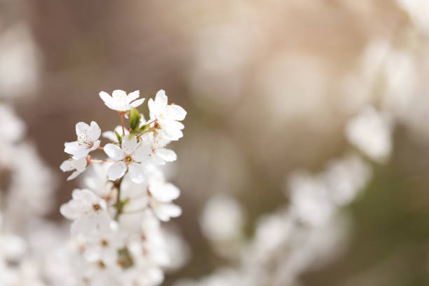 istock Closeup view of blossoming tree outdoors on spring day 1339428610