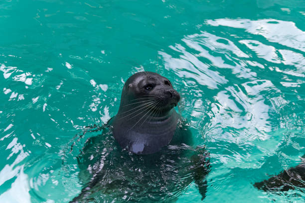 Lake Baikal seal
