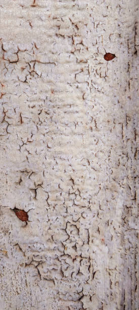 istock Light old wall of peeling paint faded from time,dilapidated board,aged style surface texture,time cracks.Close up vertical banner.Photo background.Dirty pattern.Concept of need for renovation,repair 1339430760