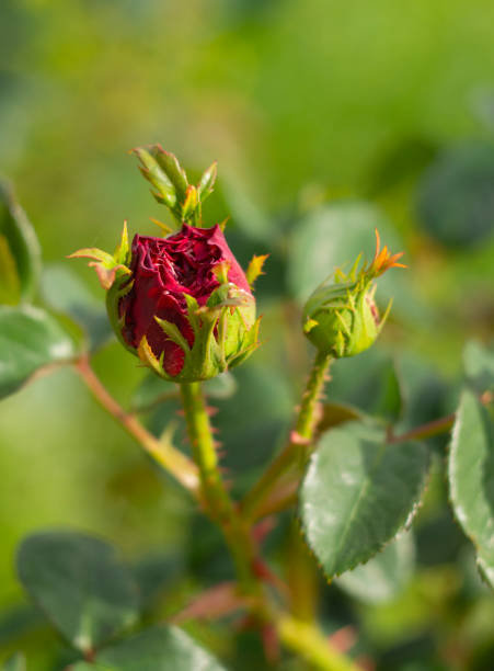 istock Beautiful bud red rose flower on a sunny warm day 1339431944