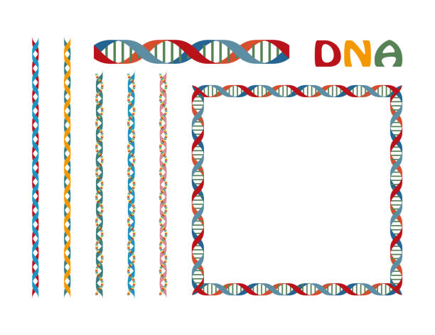 Background material DNA gene design illustration, set of ruled lines and frames. vector Background material DNA gene design illustration, set of ruled lines and frames. vector dna borders stock illustrations