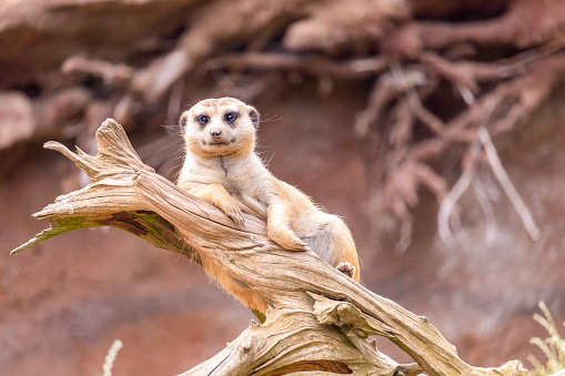 Serious meerkat looking staring