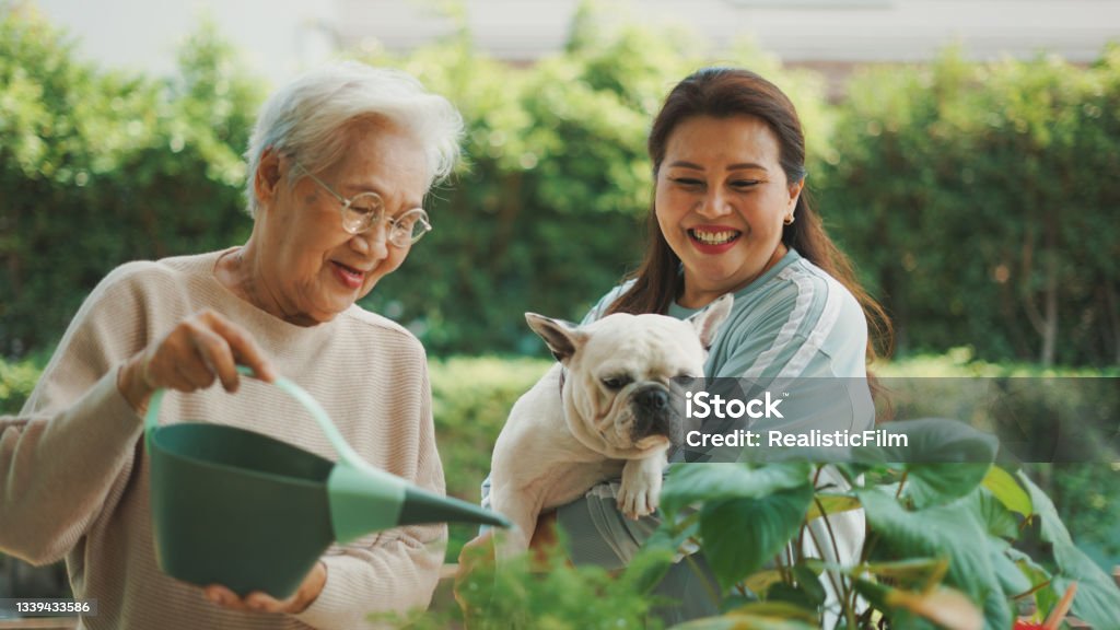 Happy family spending leisure time in their garden. Senior mother showing plants care and talking with daughter holding a French bulldog. Gardening Stock Photo