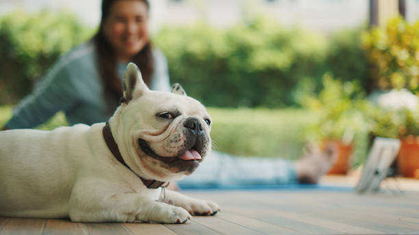 istock Active woman exercise with her dog at home. 1339433619